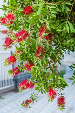 Callisten limonu, kırmızı çiçekler alışılmadık şekillerde 