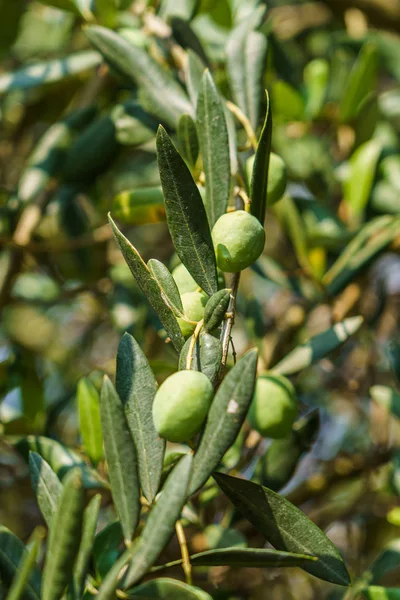 Frutti e foglie di ulivo sui rami, giornata di sole — Foto Stock