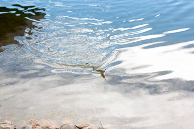 oltaya balık. Bir balık avlamaya. Bir olta kancası nehre sabah yakaladı. İşgali köylüler ve balıkçılar balıkçılık olduğunu.