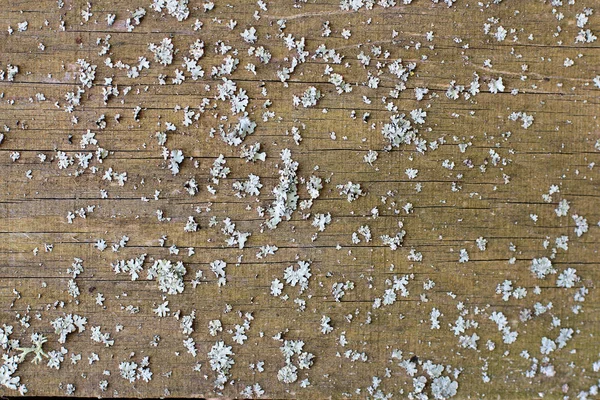 树上的树皮 霉菌或地衣上的白色真菌是独一无二的无害的 树上的地衣是一种独特的有机体 因为它们实际上是真菌和藻类之间的共生关系 — 图库照片