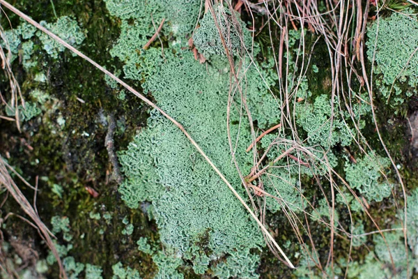 Textura Relieve Corteza Marrón Árbol Con Musgo Verde Liquen — Foto de Stock