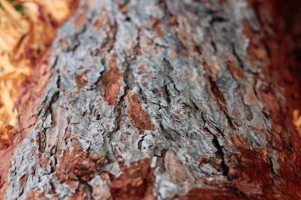 木の樹皮セレクティブ フォーカス クローズ アップ Hrensko のご予約は チェコ共和国 秋の背景 — ストック写真
