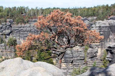 bonsai. pine on rock. Pravcicka brana, rock monument. Bohemian Switzerland, Hrensko, Czech Republic. clipart