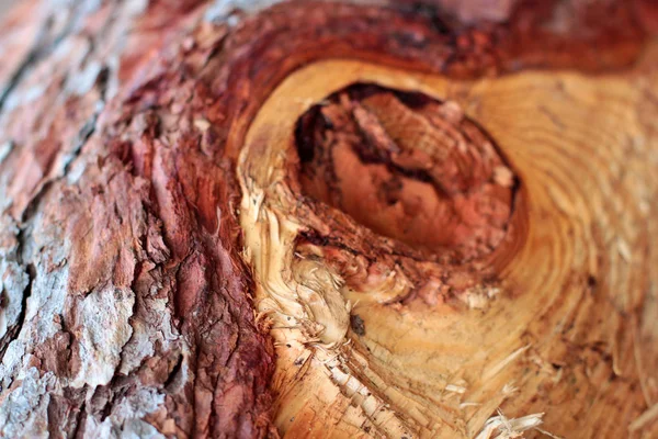 木の樹皮セレクティブ フォーカス クローズ アップ Hrensko のご予約は チェコ共和国 秋の背景 — ストック写真