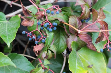 Ivy mavi çilek ve kırmızı yapraklar sonbahar manzarası. Hedera helix (ortak Ivy, İngilizce Ivy, Avrupa Ivy)