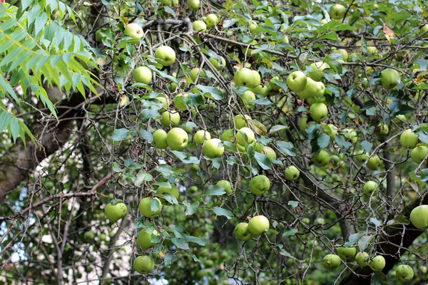 Μήλα Στο Δέντρο Apple Βιολογικά Μήλα Που Κρέμονται Από Ένα — Φωτογραφία Αρχείου