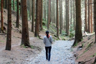 kız büyük ağaçlar ormanda yürüyüş. açık hava etkinliği. Doğa rezerv Hrensko, Çek Cumhuriyeti, Çek Bohemia, Çek İsviçre... İnsan ve doğa kavramı