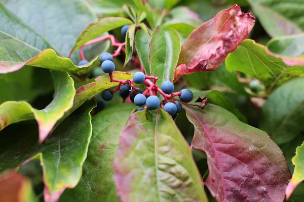 Autumnal view of ivy blue berries and red foliage. Hedera helix (common ivy, English ivy, European ivy)