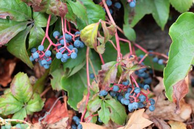Ivy mavi çilek ve kırmızı yapraklar sonbahar manzarası. Hedera helix (ortak Ivy, İngilizce Ivy, Avrupa Ivy)