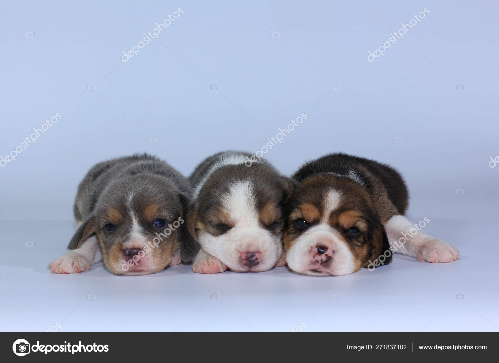 Silver Tri Color Beagle Puppy Sleeping Looking First Time — Stock - Main Image