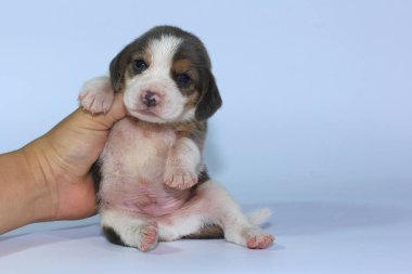 Gümüş üç renk beagle Puppy uyku ve ilk kez arıyor