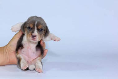Gümüş üç renk beagle Puppy uyku ve ilk kez arıyor