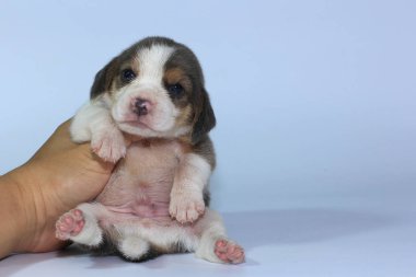 Gümüş üç renk beagle Puppy uyku ve ilk kez arıyor