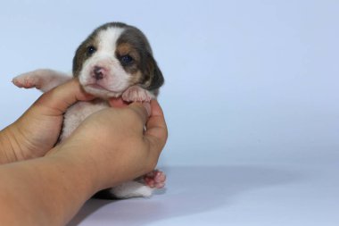 Gümüş üç renk beagle Puppy uyku ve ilk kez arıyor