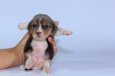 Gümüş üç renk beagle Puppy uyku ve ilk kez arıyor