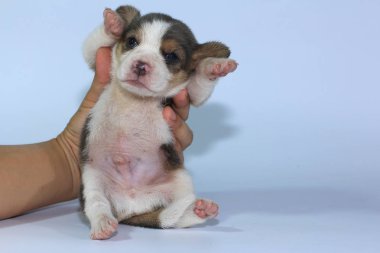 Gümüş üç renk beagle Puppy uyku ve ilk kez arıyor