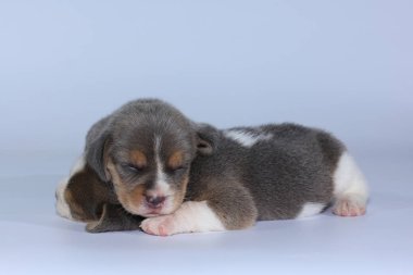 Gümüş üç renk beagle Puppy uyku ve ilk kez arıyor