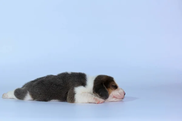 Ezüst Tri Színes Beagle Puppy Alszik Keres Első Alkalommal — Stock Fotó