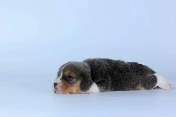Srebrny Trójkolorowy Beagle Szczeniak Śpi Szuka Pierwszym Czasie — Zdjęcie stockowe