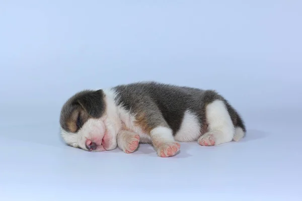 Silver Tri Color Beagle Puppy Sleeping Looking First Time — стоковое фото