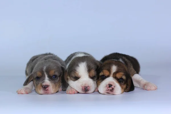 Plata Tri Color Beagle Cachorro Está Durmiendo Mirando Primera Vez —  Fotos de Stock