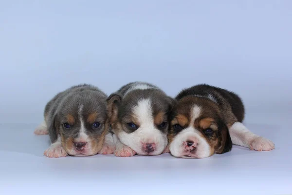 Prata Tri Cor Beagle Filhote Cachorro Está Dormindo Olhando Primeira — Fotografia de Stock