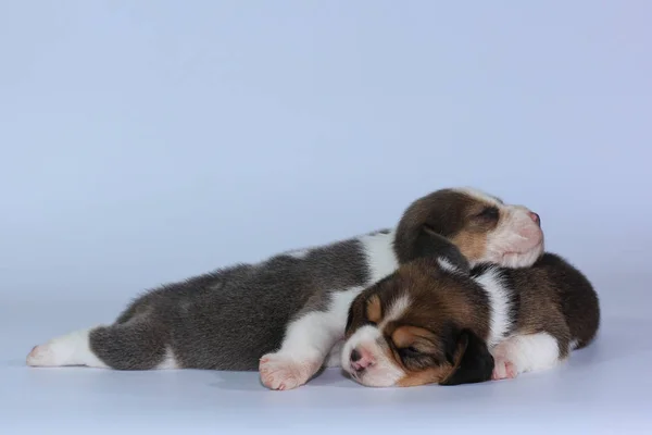 Plata Tri Color Beagle Cachorro Está Durmiendo Mirando Primera Vez — Foto de Stock