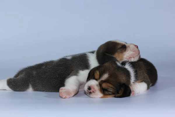 Silver Tri Color Beagle Puppy Sleeping Looking First Time — стоковое фото