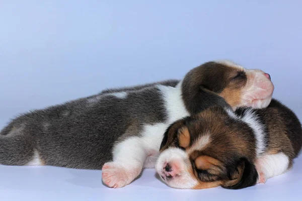 Silver Tri Color Beagle Puppy Sleeping Looking First Time — стоковое фото