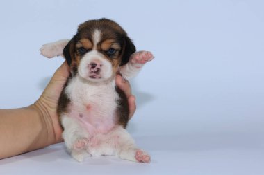 Saf ırk beagle köpek yavrusu uyku ve ilk kez arıyorum