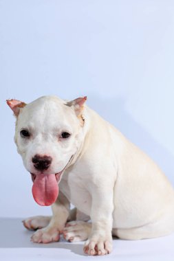 Beyaz arka planda 3 ay pitbull köpek 