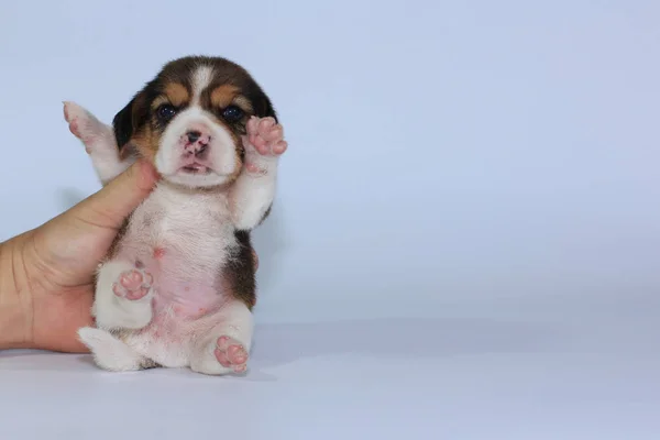 Puro Raça Beagle Filhote Cachorro Está Dormindo Olhando Primeira Vez — Fotografia de Stock