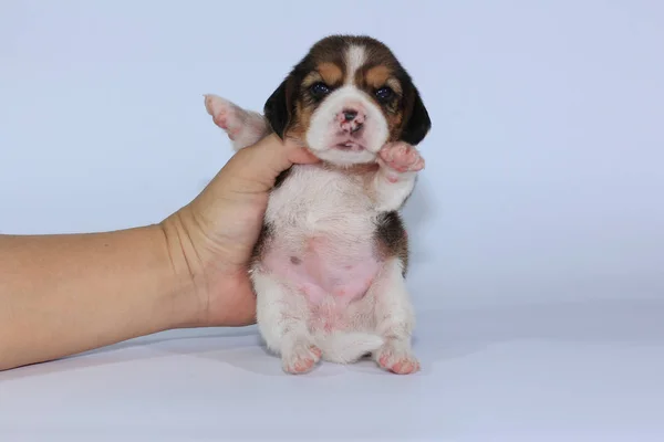 Czystej Rasy Beagle Szczeniak Jest Spanie Patrząc Raz Pierwszy — Zdjęcie stockowe