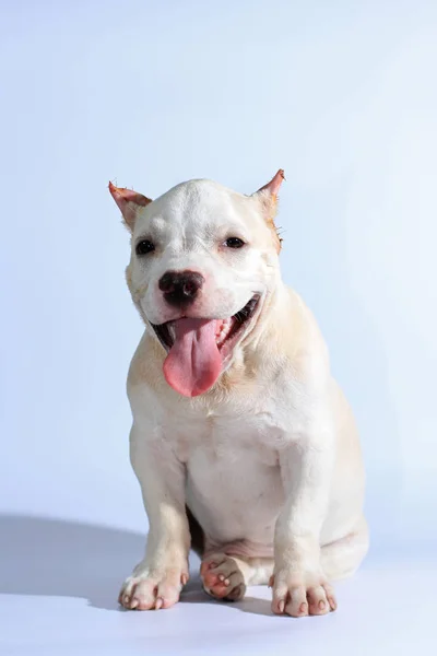 3 months pitbull dog on white background