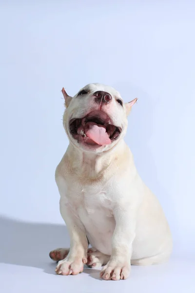 3 months pitbull dog on white background