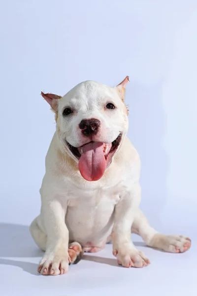 3 months pitbull dog on white background