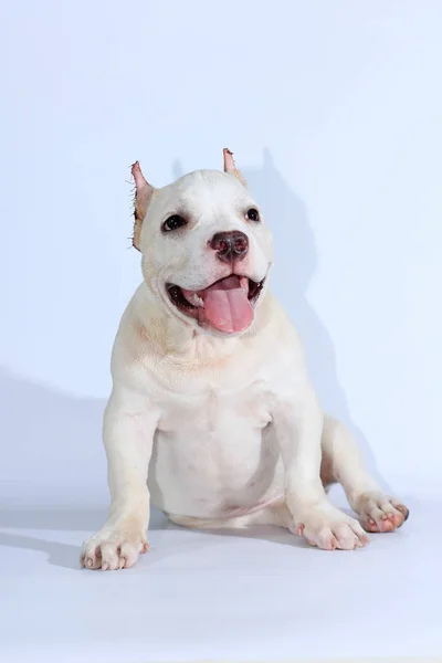3 months pitbull dog on white background