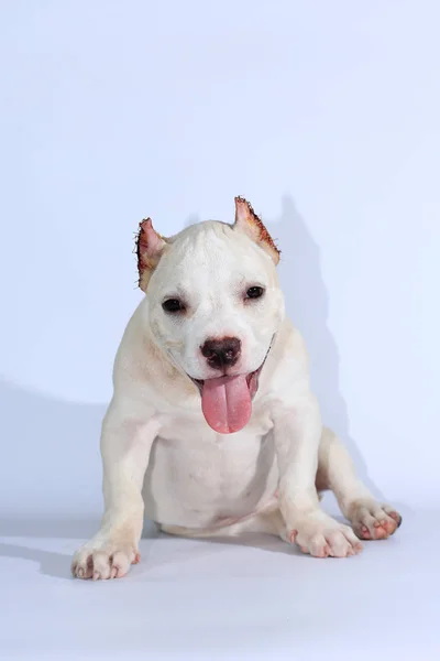 3 months pitbull dog on white background