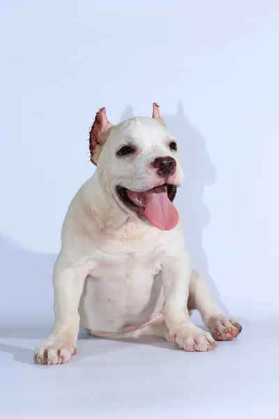 3 months pitbull dog on white background