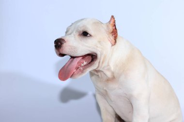 Beyaz arka planda 3 ay pitbull köpek 