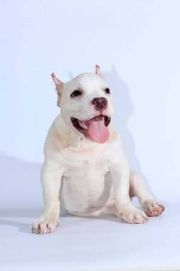Beyaz arka planda 3 ay pitbull köpek 