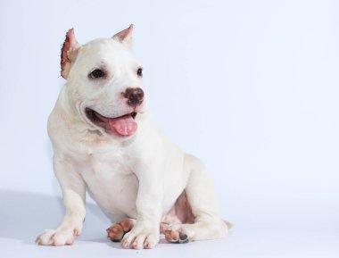 Beyaz arka planda 3 ay pitbull köpek 