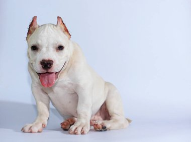 Beyaz arka planda 3 ay pitbull köpek 
