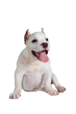 Beyaz pitbull köpeği beyaz arka planda izole edilmiş ve içinde kırpma yolu var.