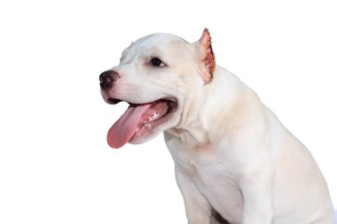 Beyaz pitbull köpeği beyaz arka planda izole edilmiş ve içinde kırpma yolu var.