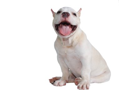 Beyaz pitbull köpeği beyaz arka planda izole edilmiş ve içinde kırpma yolu var.