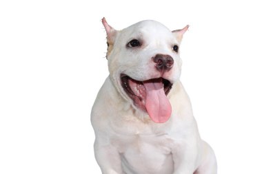 Beyaz pitbull köpeği beyaz arka planda izole edilmiş ve içinde kırpma yolu var.