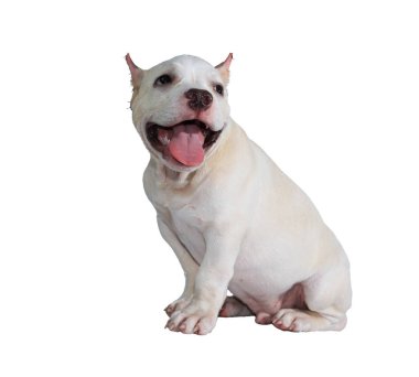 Beyaz pitbull köpeği beyaz arka planda izole edilmiş ve içinde kırpma yolu var.