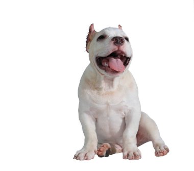 Beyaz pitbull köpeği beyaz arka planda izole edilmiş ve içinde kırpma yolu var.
