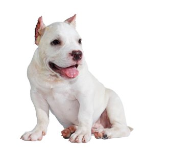 Beyaz pitbull köpeği beyaz arka planda izole edilmiş ve içinde kırpma yolu var.